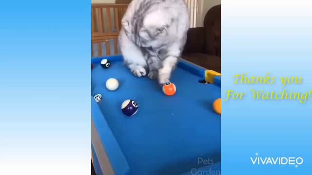 Watch my cat play pool HILARIOUS 🤣🤣