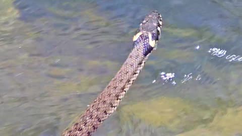 Grass snake swimming in slow motion / beautiful snake in the water.