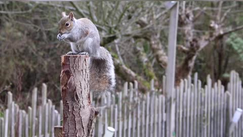 Squirrels (Animal)