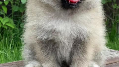 Puppy on a Bench..