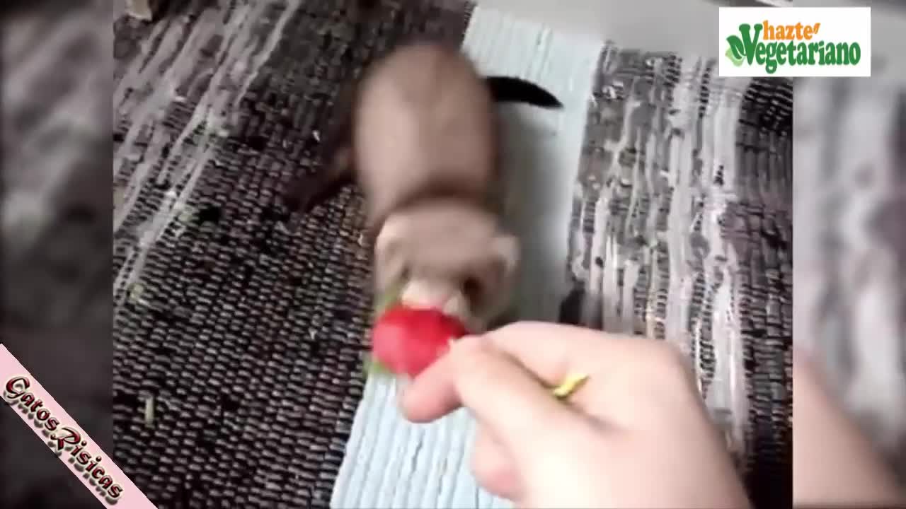 The Funniest Videos of Cats, kittens, animals, dogs, puppies, you will laugh.