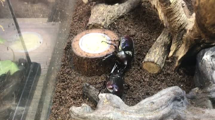 Longevity beetle fight