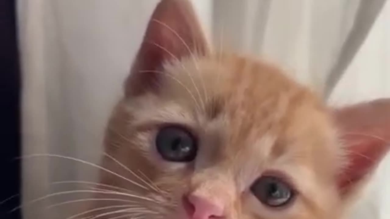 Cute Kitten Baby Cat Funny Cat playing