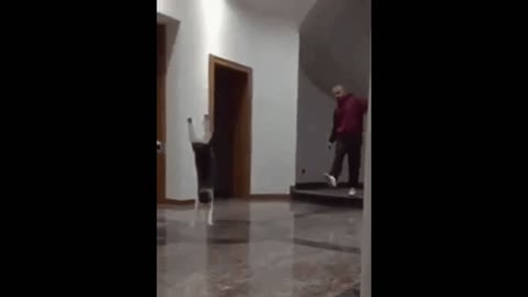 Goalkeeper cat gif video