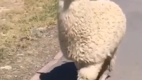 Animals funny videos 😂😂😂