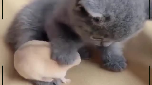 Cute and funny cats :)