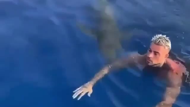 this man swims with sharks