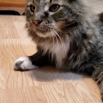 Cat goes crazy and gets high on cat nip