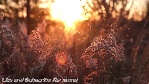 4k Soothing Nature Wind Sounds for Meditation and Stress Relie