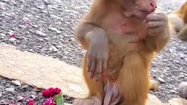 How baby monkey eat fruits ??