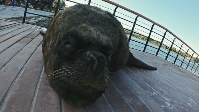 Sea Lion taking a nap