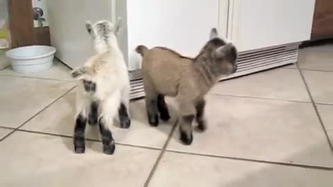 Pygmy goats Charlie and Lily Wow!