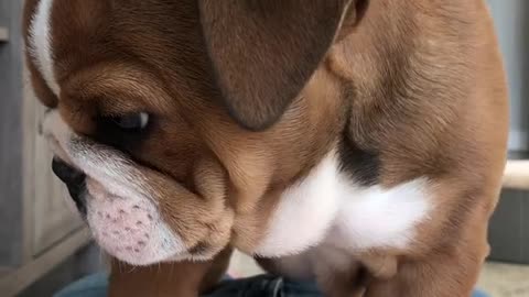 RUFF