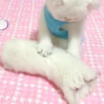 Cat massage shop opened.