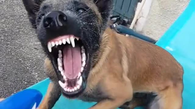 Malinois DANGER!!!! _scream__scream__scream_