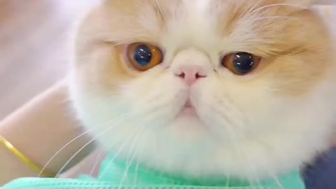 poor cat/被迫营业的猫咪