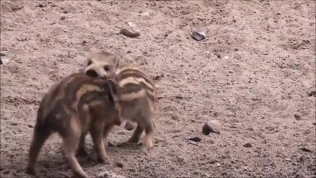 Young animals have fun and play with each other