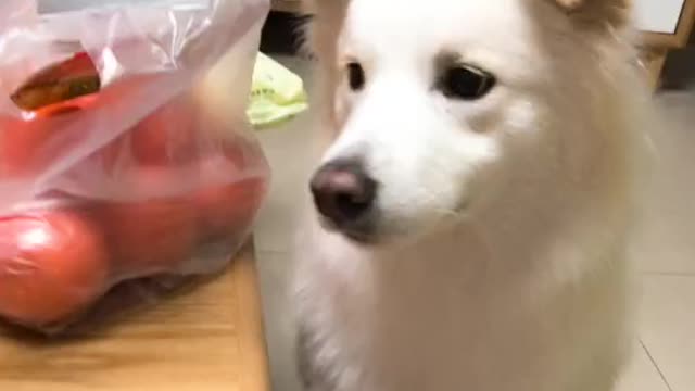 Yorkie hates walking, prefers to crawl instead