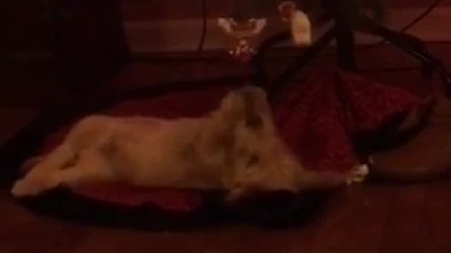 Dog lying on back pawing at christmas tree ornament
