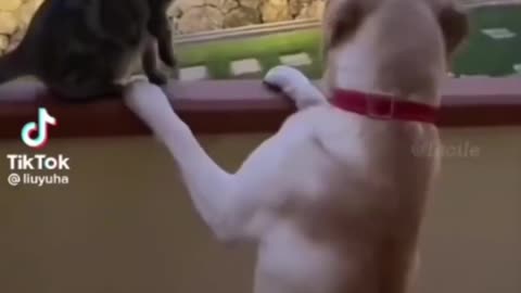 Dog funny video