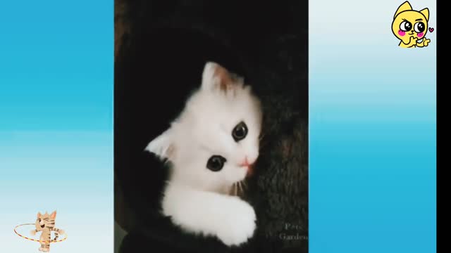 Funny cats video 🤣🤣🤣🤣