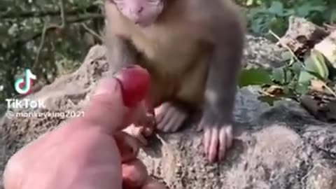 Sweet animal cutest video see