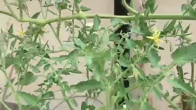 The tomato turns red and you can eat it right away