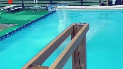 American Pit Bull Terriers Show Their Jumping #rummbles