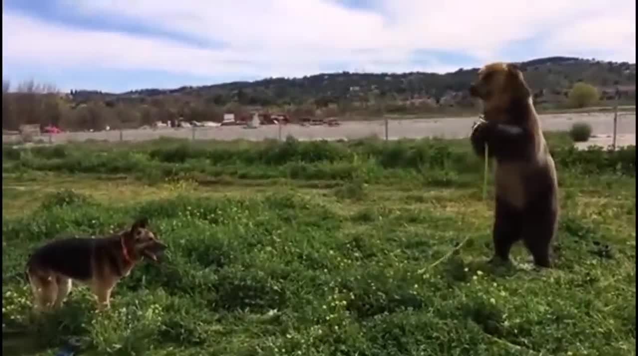 animals live like human