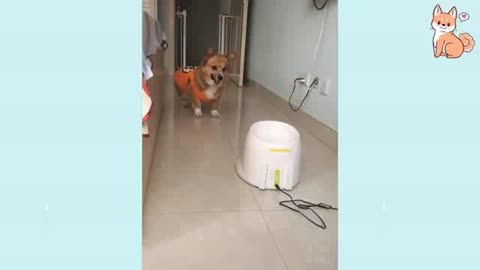 funny vedio Dog playing by it self 😎🐕