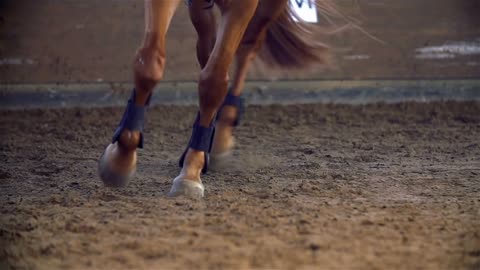 Brown Horse Running in Riding Hall Close Up Slow Motion