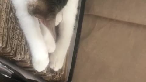 Cat Asleep