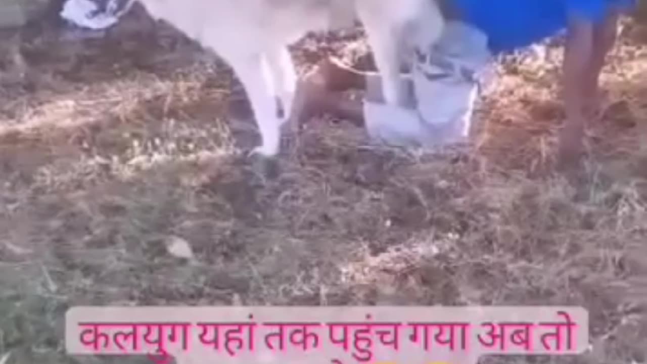 Animal funny comedy videos in Indian