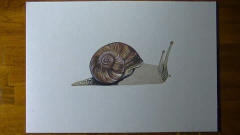 Depict The Texture Of The Snail's Head