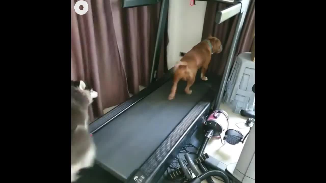 Funny dogs Running in Treadmill 2021 (REALLY FUNNY)