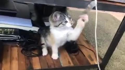 Cat fan