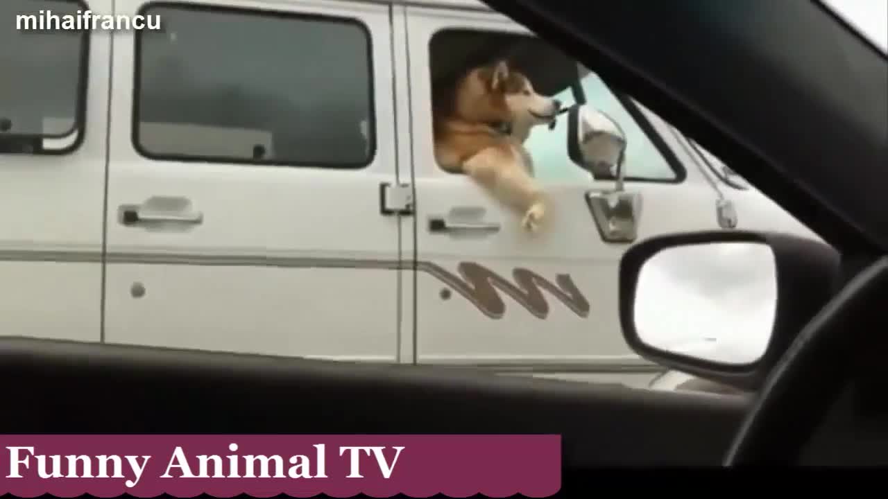 Top 10 funny dogs sitting like Humanes and funny video...