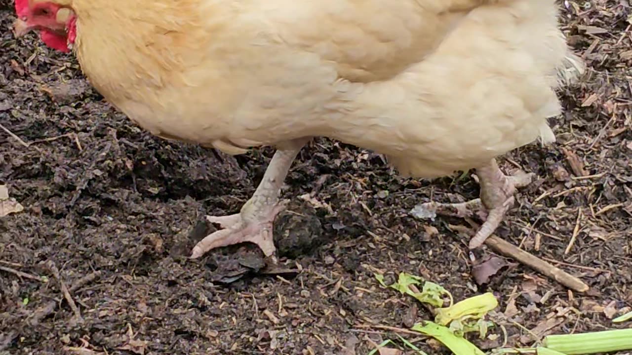 OMC! The competition for worms is real and these hens mean business! #shorts #hens #orpington #worms