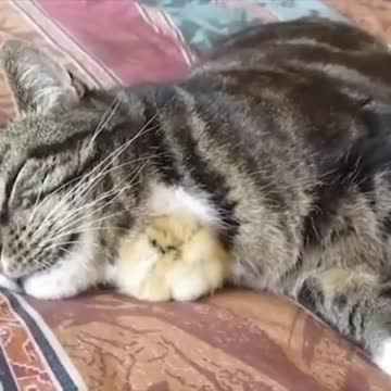 Chick can’t find a place better than next to her cute friend