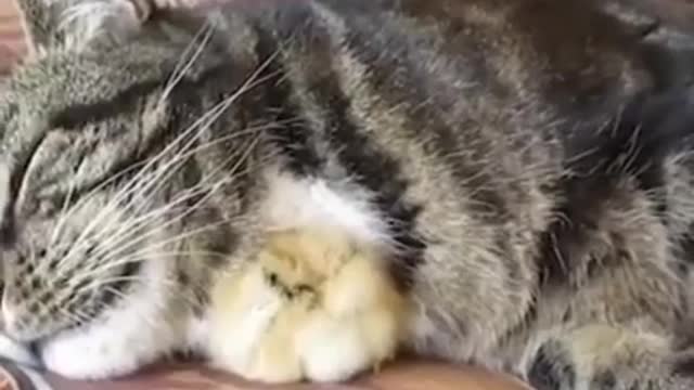 Chick can’t find a place better than next to her cute friend