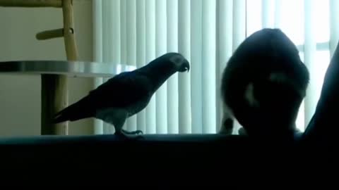 Beautiful cat&parrot fight