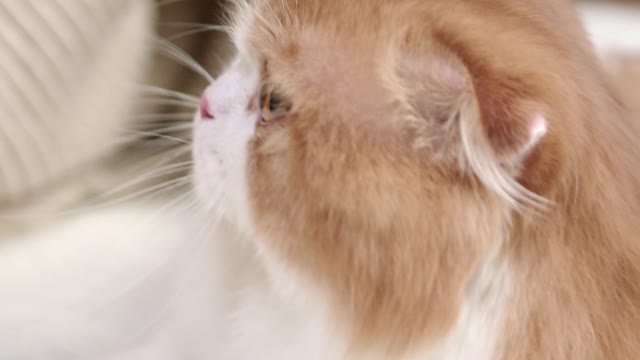 cute cat...