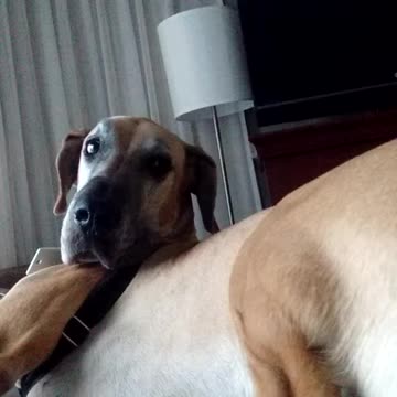 Demanding Great Dane in her favorite hotel