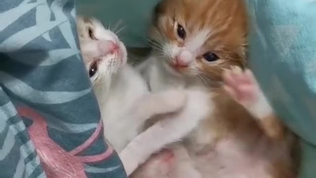 Cute two little kitten sleeping