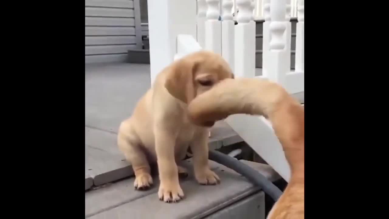 Funny and Small Cute puppy video