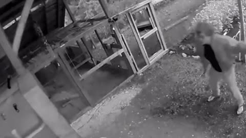 Guy Punches Bear In The Face