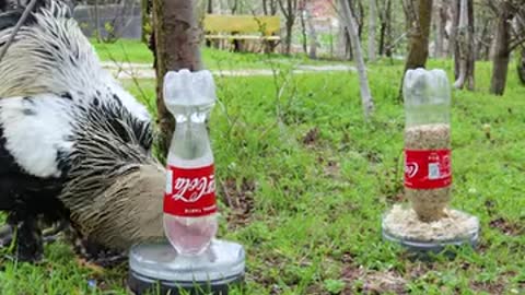 Make your own Chicken Feed and Water station!