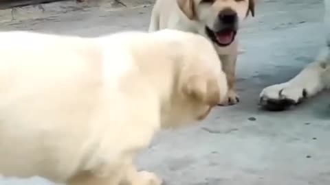 Dog video Labrador puppy cute dog