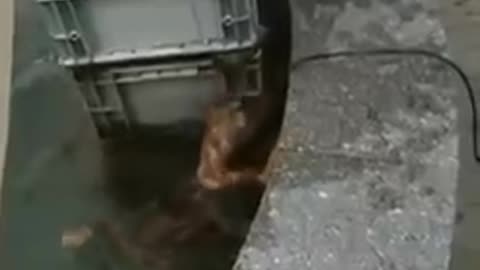 The dog who rescued the cat from drowning