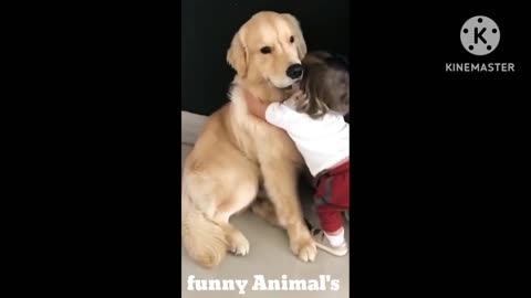 Cute dog patiently